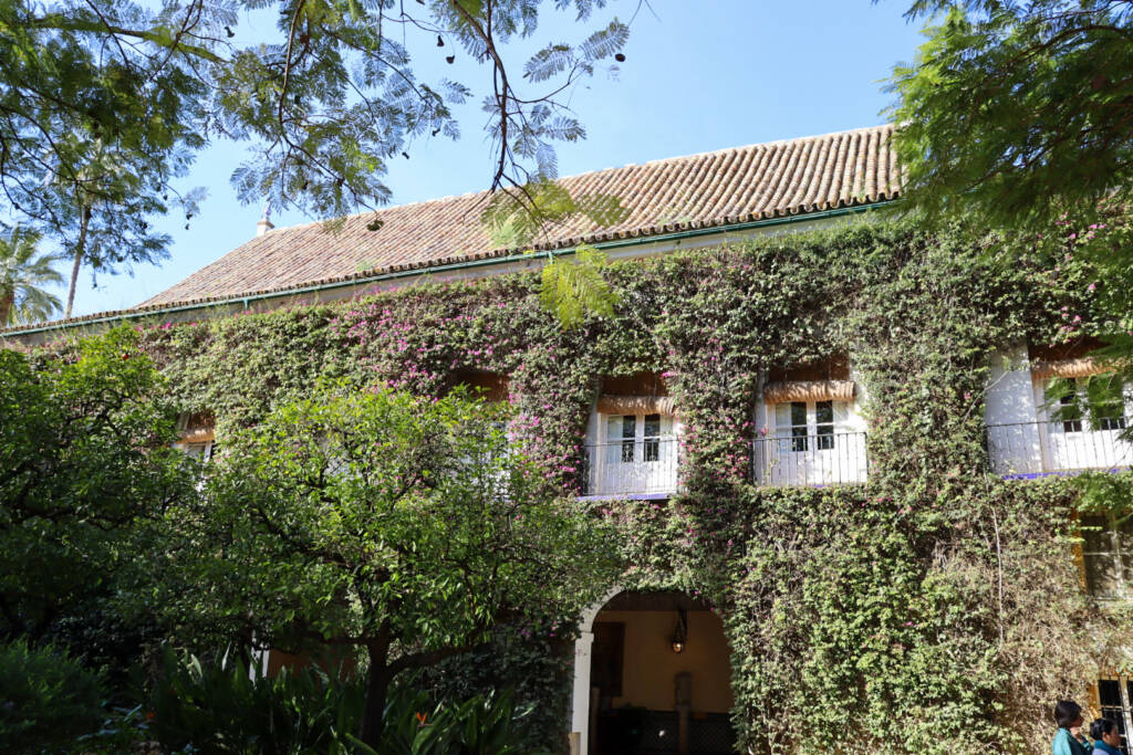 Bougainvilliers au Palais de Las Dueñas à Séville