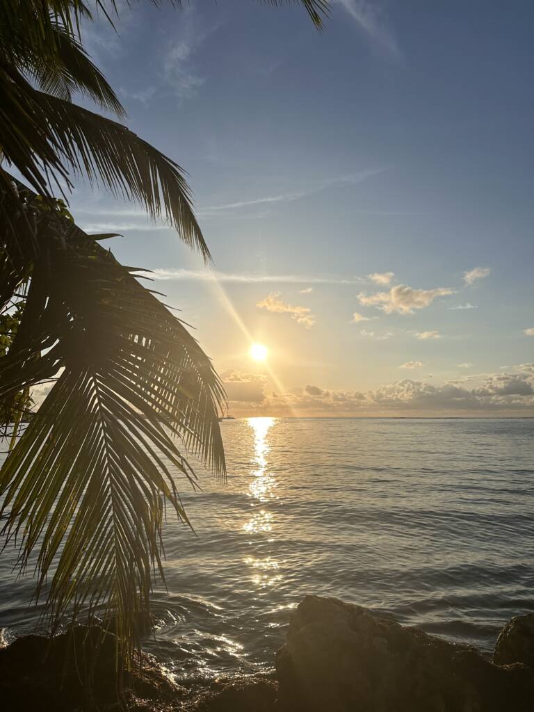 Lever de soleil avec feuille de palmier et mer