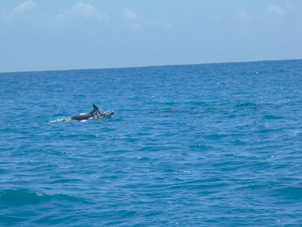 Dauphins en mer