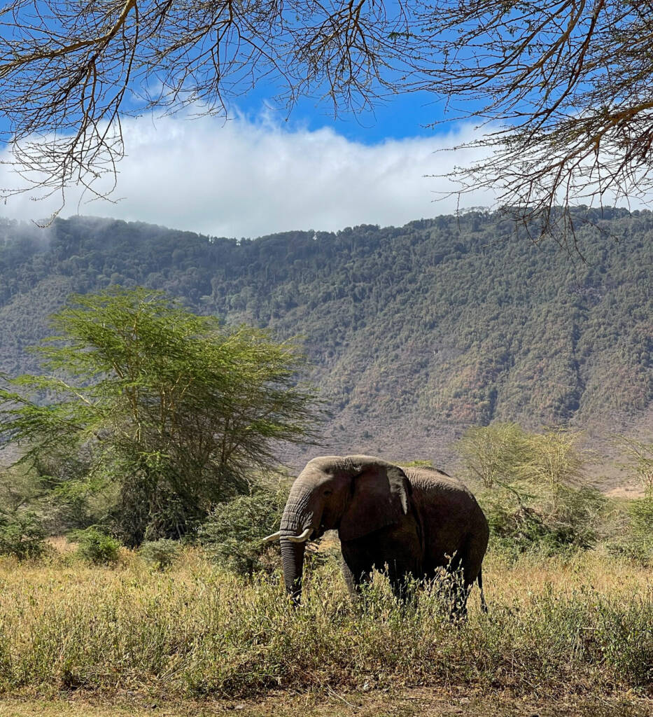 Eléphant dans le cratère du Ngorongoro en Tanzanie