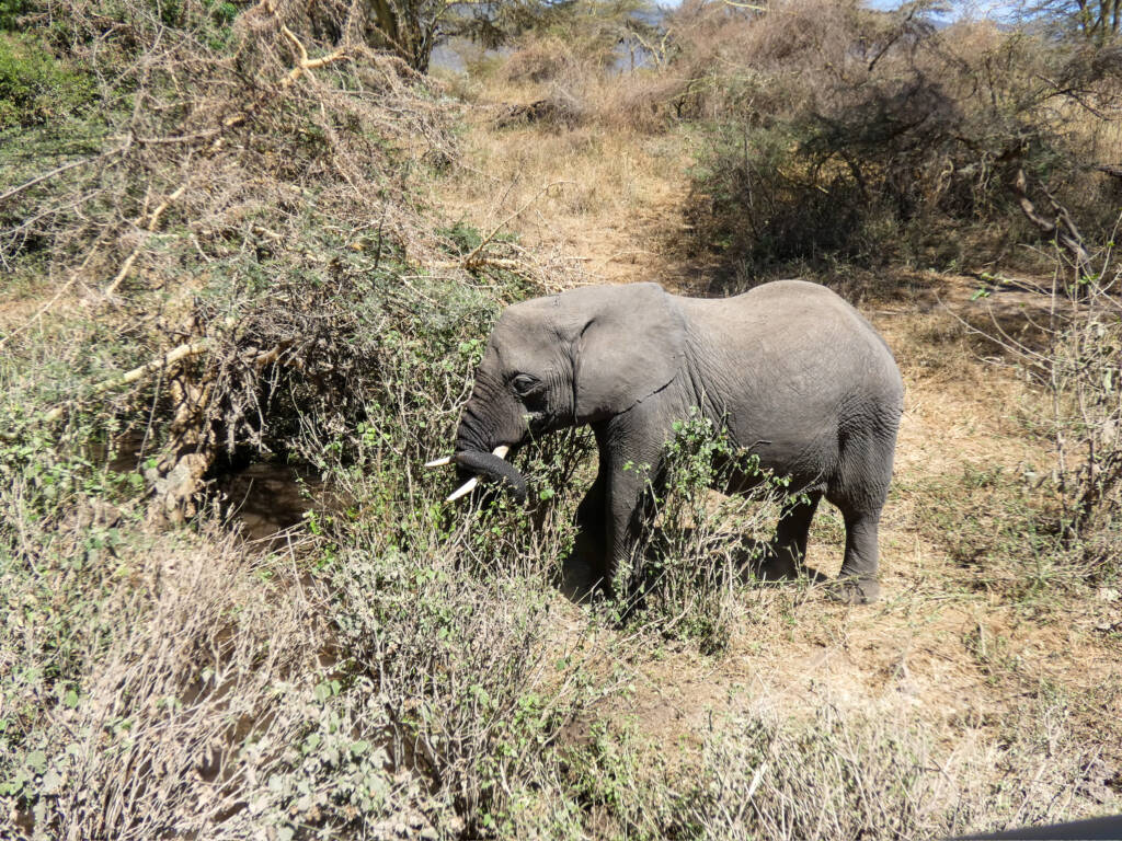 Eléphant entrain de boire dans le cratère du Ngorongoro en Tanzanie