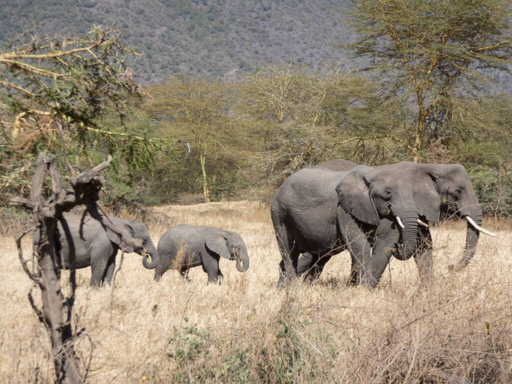 Une famille d'éléphant en safari en Tanzanie