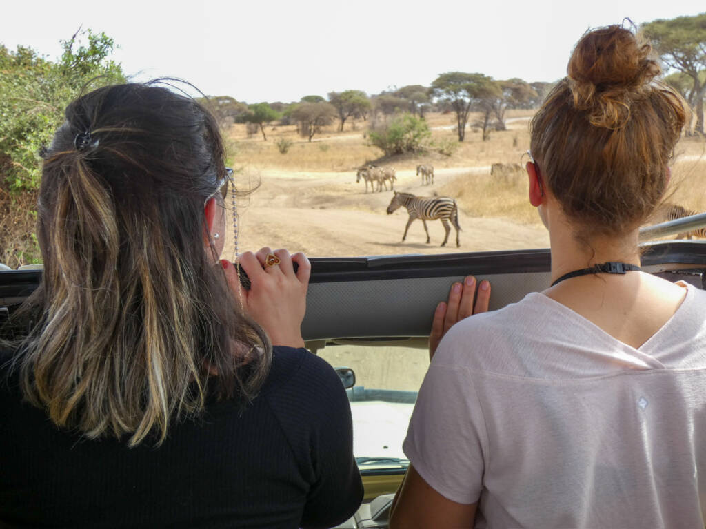 FRUGERE Manon et BRINCHAUX Loane debout dans la voiture de safari en Tanzanie regardantdes zèbres passer.