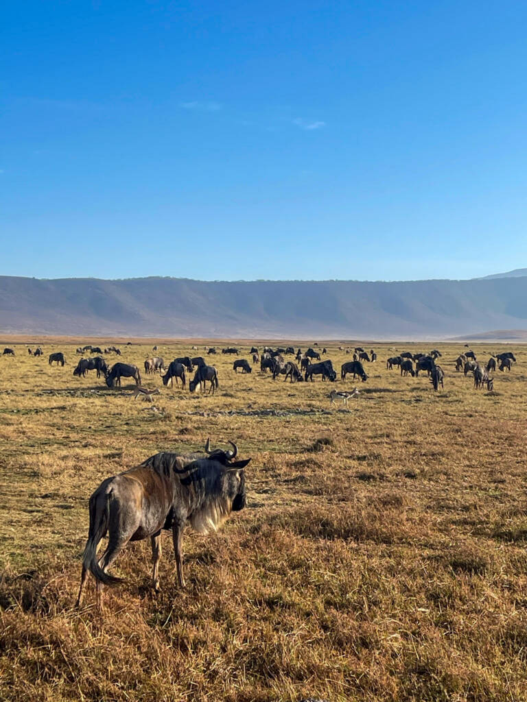 Troupeaux de Gnous dans le cratère de Ngorongoro en Tanzanie