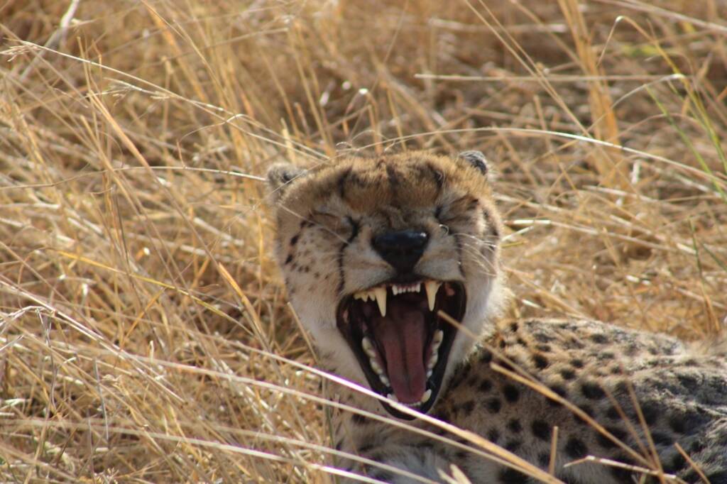 Guépard qui rugit en Tanzanie
