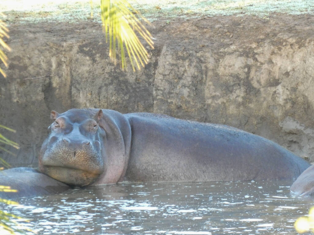 Hippopotame lors d'un Safari en Tanzanie qui semble regarder l'objectif pour la photo.