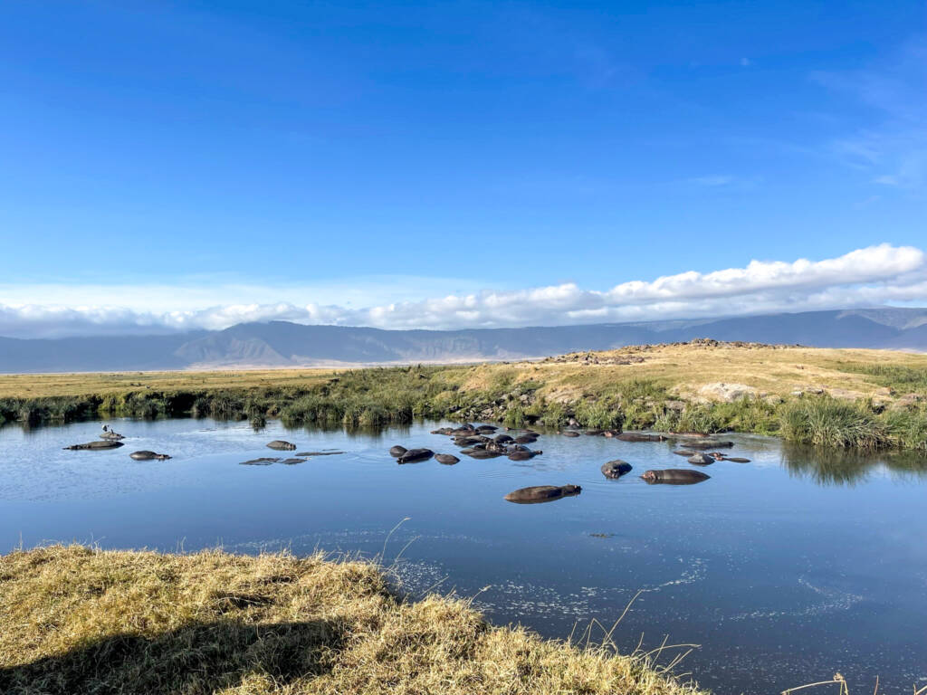 Hippopotames dans leur hippopool en Tanzanie dans le cratère de Ngorongoro