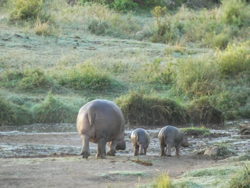 Un adulte hippopotame avec deux plus jeunes lors d'un safari en Tanzanie