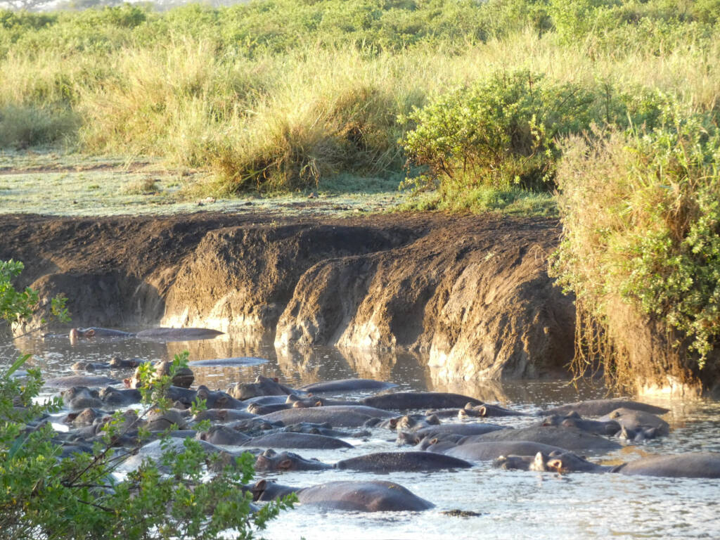Dos des hippopotames dans l'hippopool lors d'un safari en Tanzanie