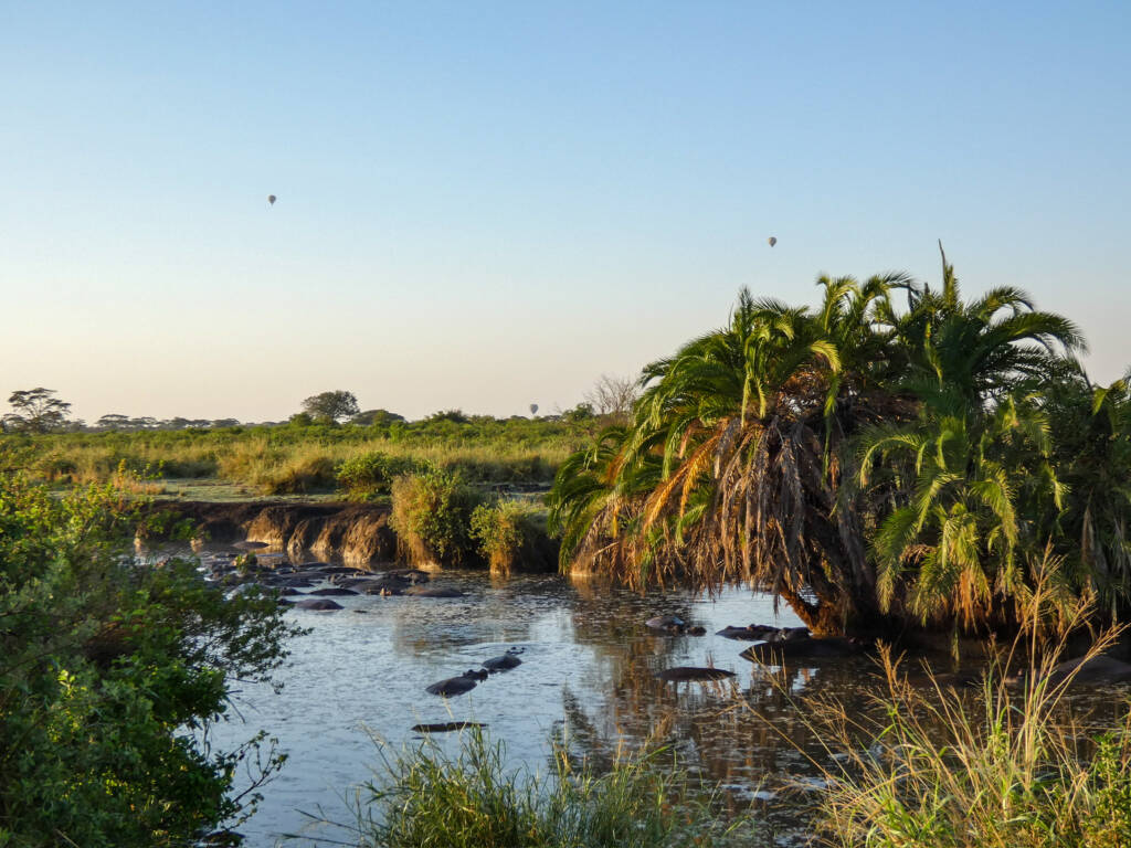 Hippopotames dans l'eau, lors d'un safari, avec des montgolfières dans le ciel.