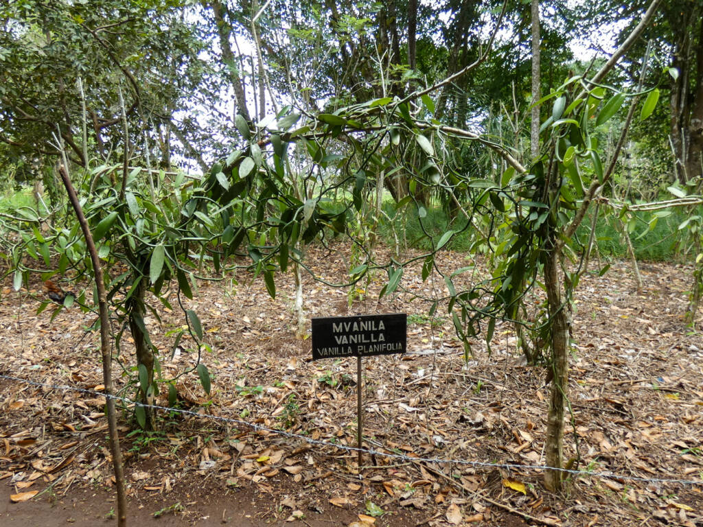 Vanille dans une ferme à épices en Tanzanie