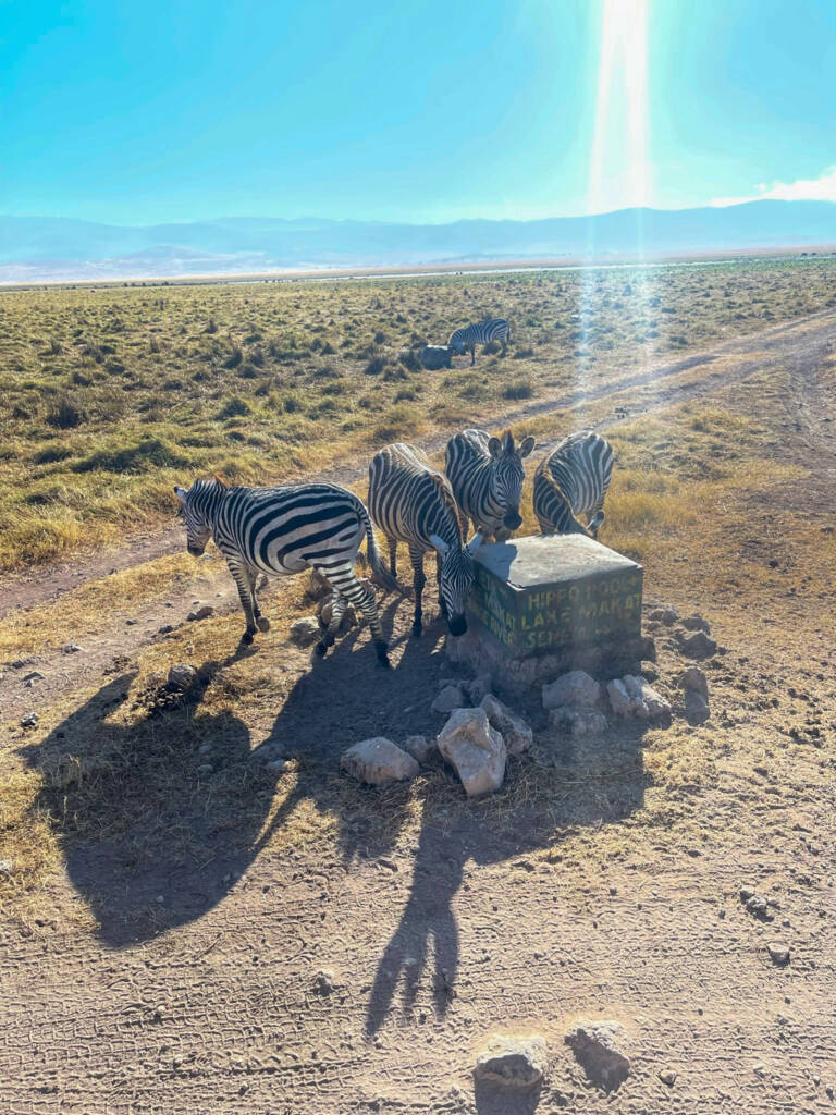Zèbres dans le cratère de Ngorongoro en Tanzanie