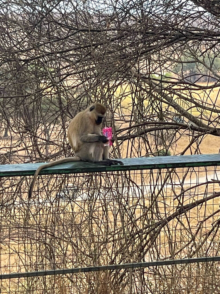 Babouin qui mange des gâteaux en Tanzanie