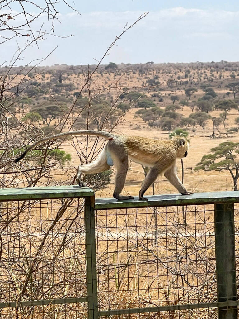 babouin aux testicules bleues en Tanzanie