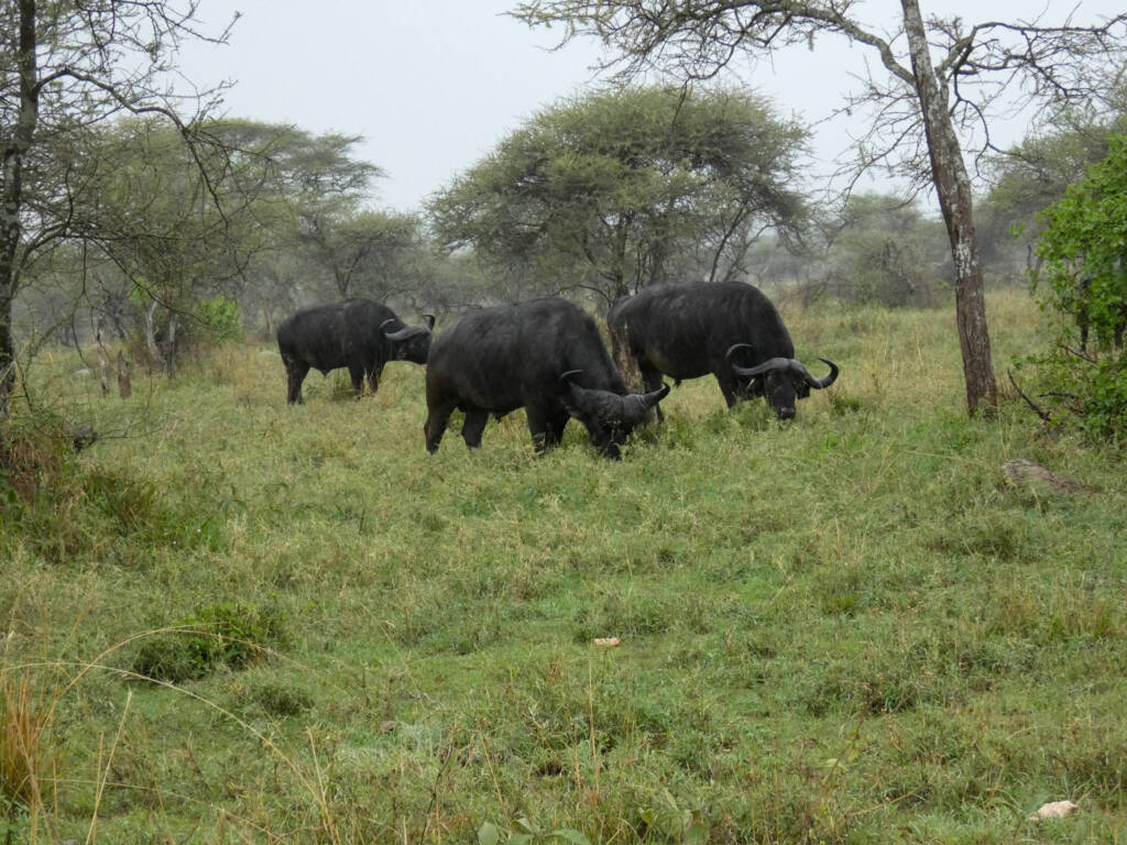 Trois buffles entrain de brouter de l'herbe en Tanzanie