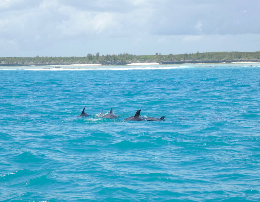 Dauphins en mer