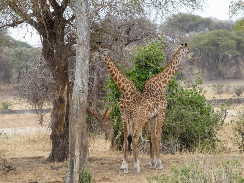Deux girafes en Tanzanie en safari