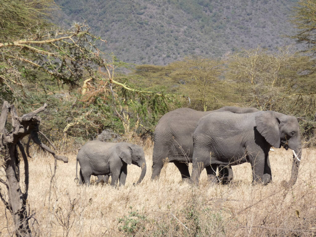 Une famille d'éléphants en Tanzanie