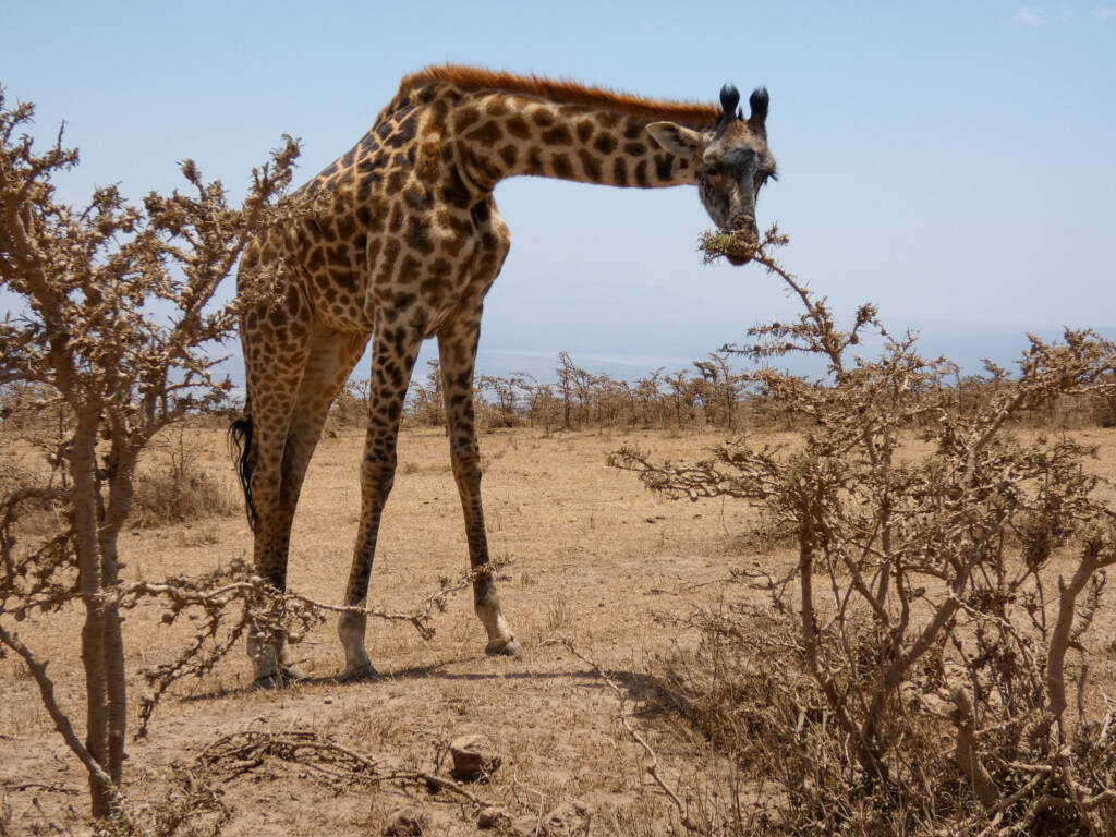 Une girafe qui mange un arbre en Tanzanie