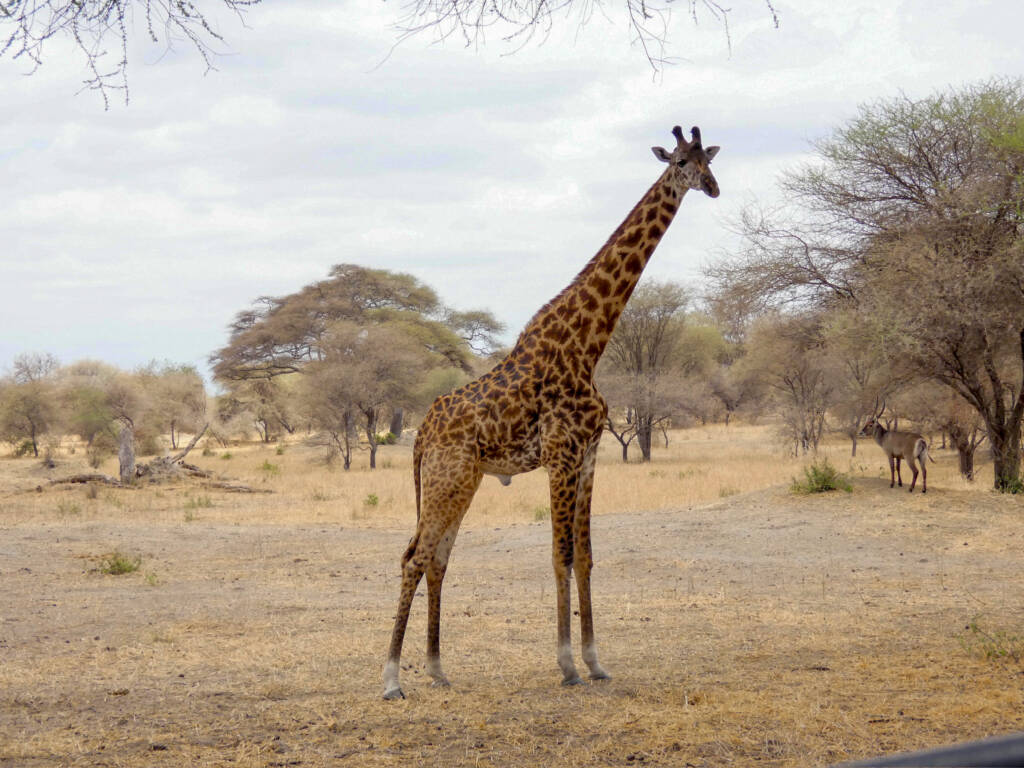 Une girafe de type masaï lors d'un safari en Tanzanie.