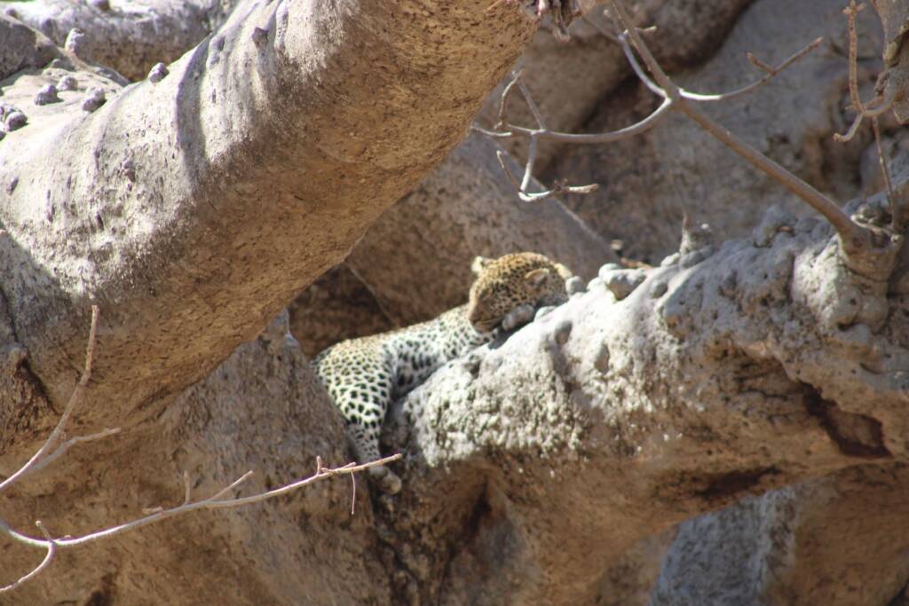 Léopard coucher sur un arbre en Tanzanie