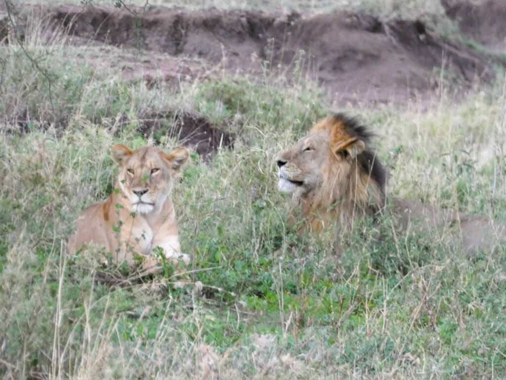 Un lion et une lionne allongés dans l'herbe aperçus lors d'un safari en Tanzanie.