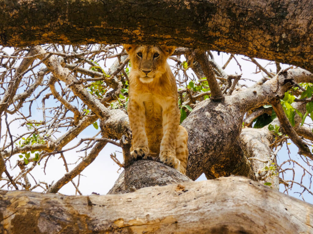 Lionceau sur un arbre en Tanzanie