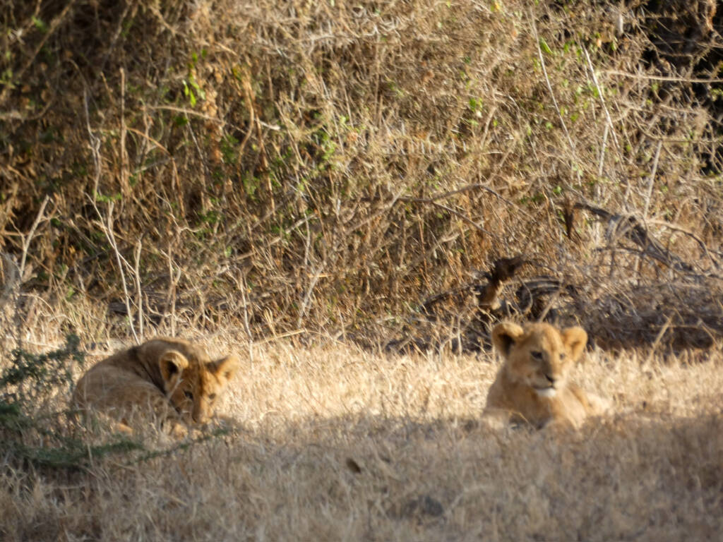 Lionceaux couchés vus lors d'un safari en Tanzanie