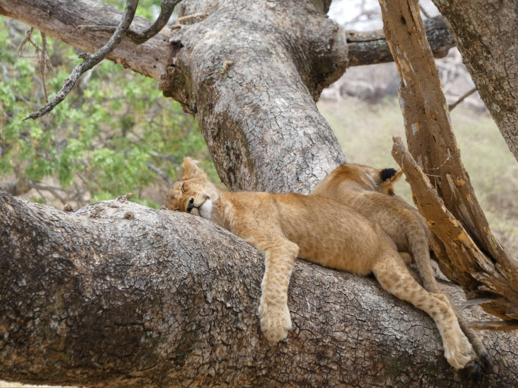 Deux lionceax se reposant sur un arbre en Tanzanie lors d'un safari.