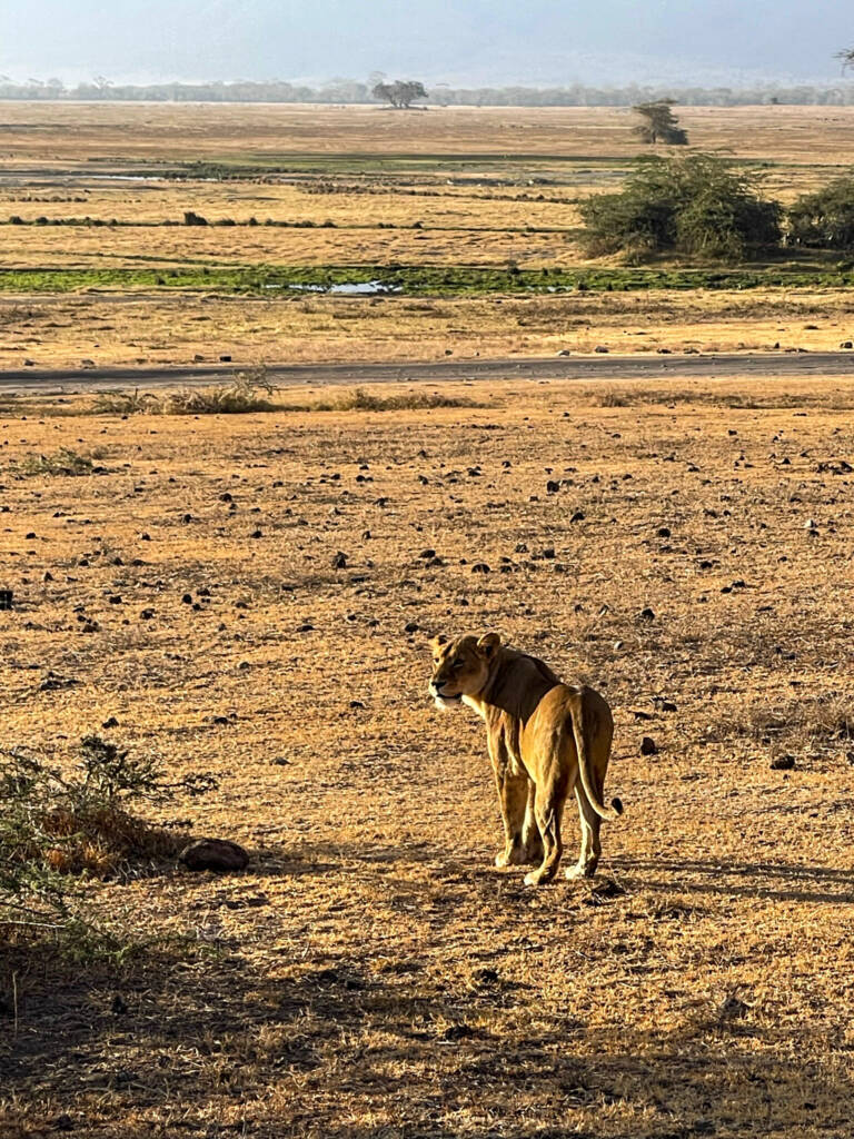 Lionne dans le cratère de Ngorongoro en Tanzanie