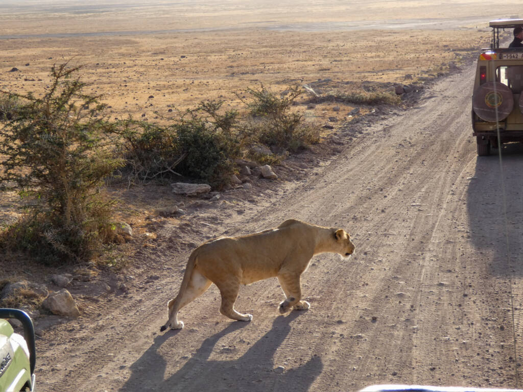 Lionne entrain de repérer une proie pour la chasser en Tanzanie
