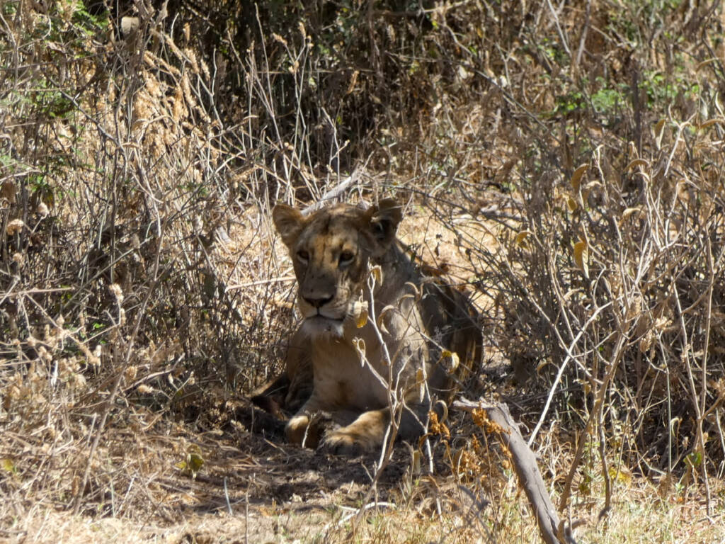 Lionne en safari en Tanzanie