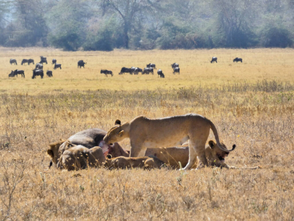 Lions qui mangent un buffle en Tanzanie