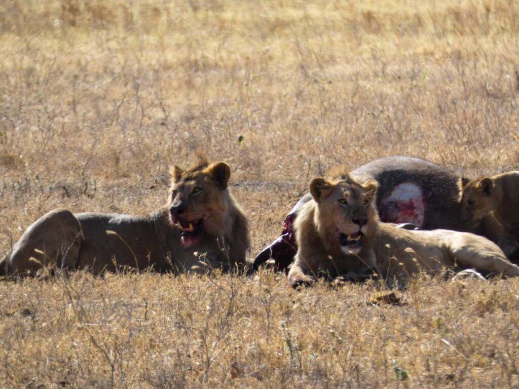 Lions qui mangent un buffle