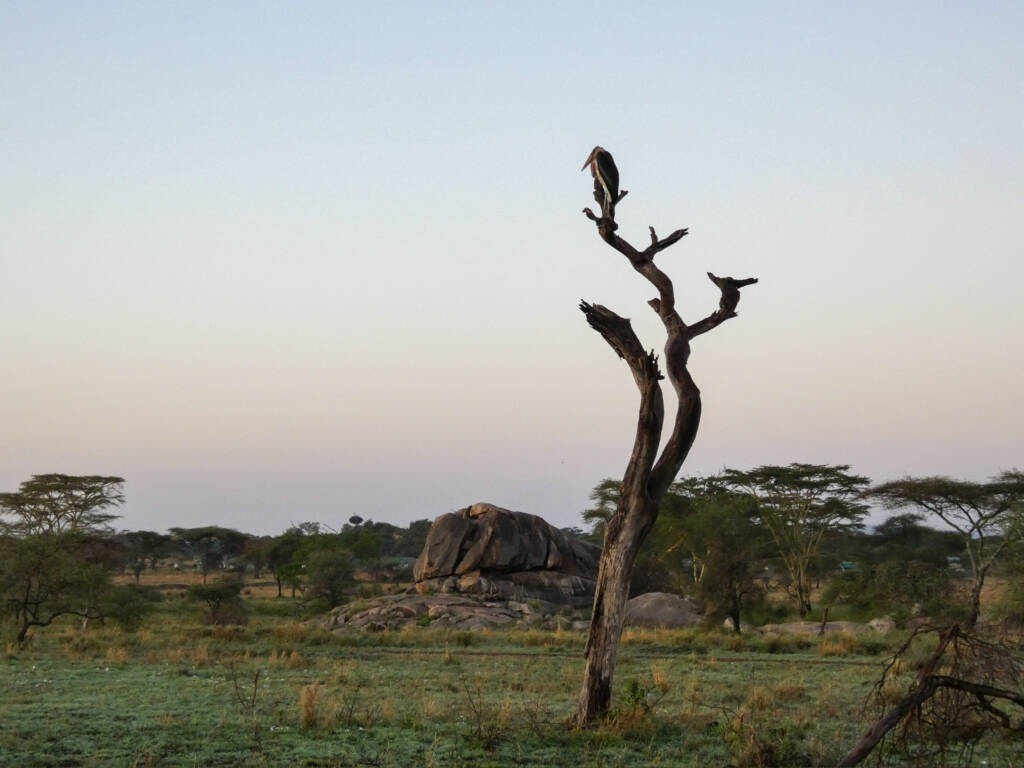 Marabou d'Afrique sur un arbre en Tanzanie