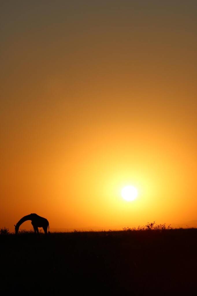 Sunset avec une girafe dans un parc Tanzanien en safari