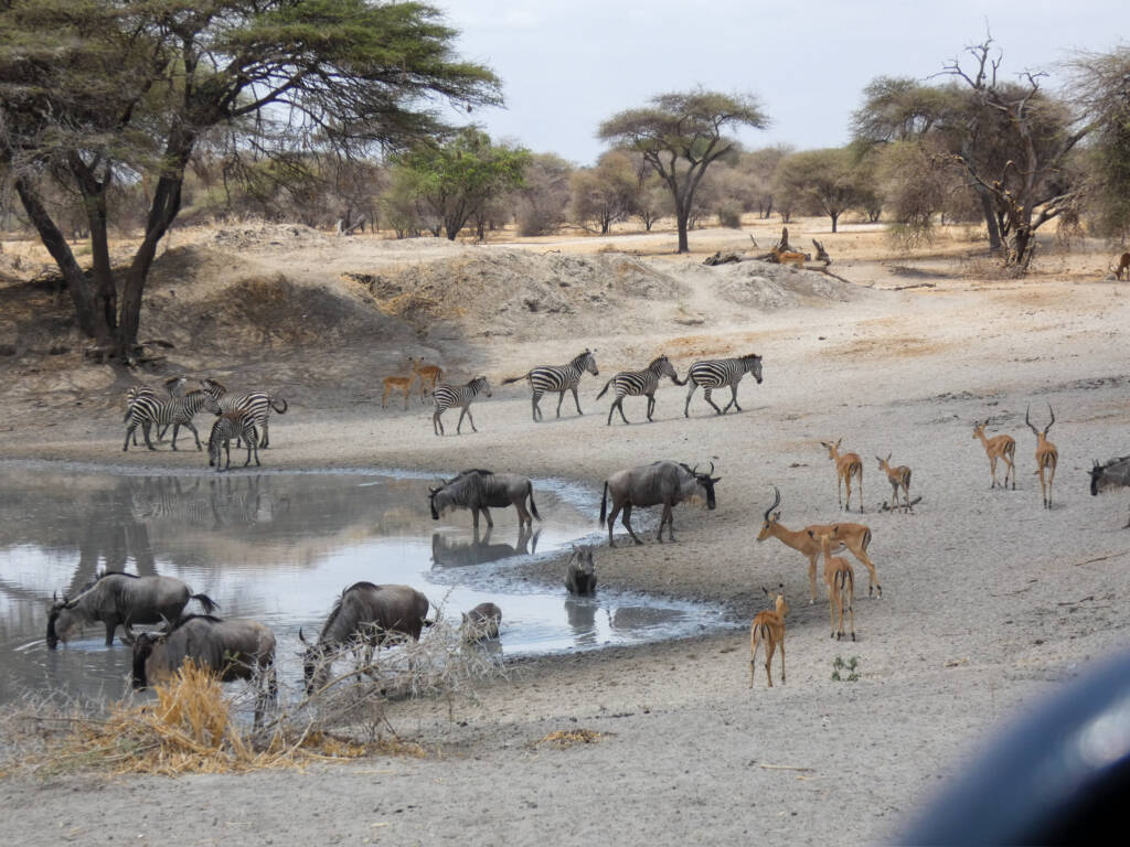 Troupeaux d'animaux lors d'un safari en Tanzanie : zèbres, gnoux, antilopes...