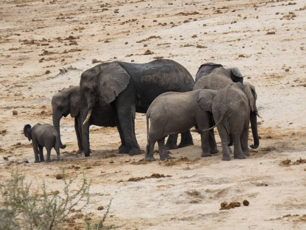 Troupeaux d'éléphants en Tanzani, aperçus lors d'un safari