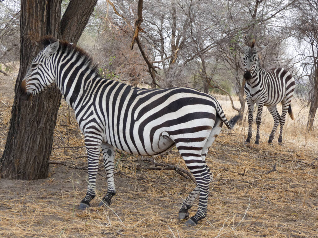 Zèbres en Tanzanie lors d'un safari.