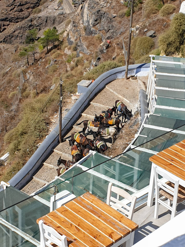Ânes dans les escaliers du port jusqu'à Fira