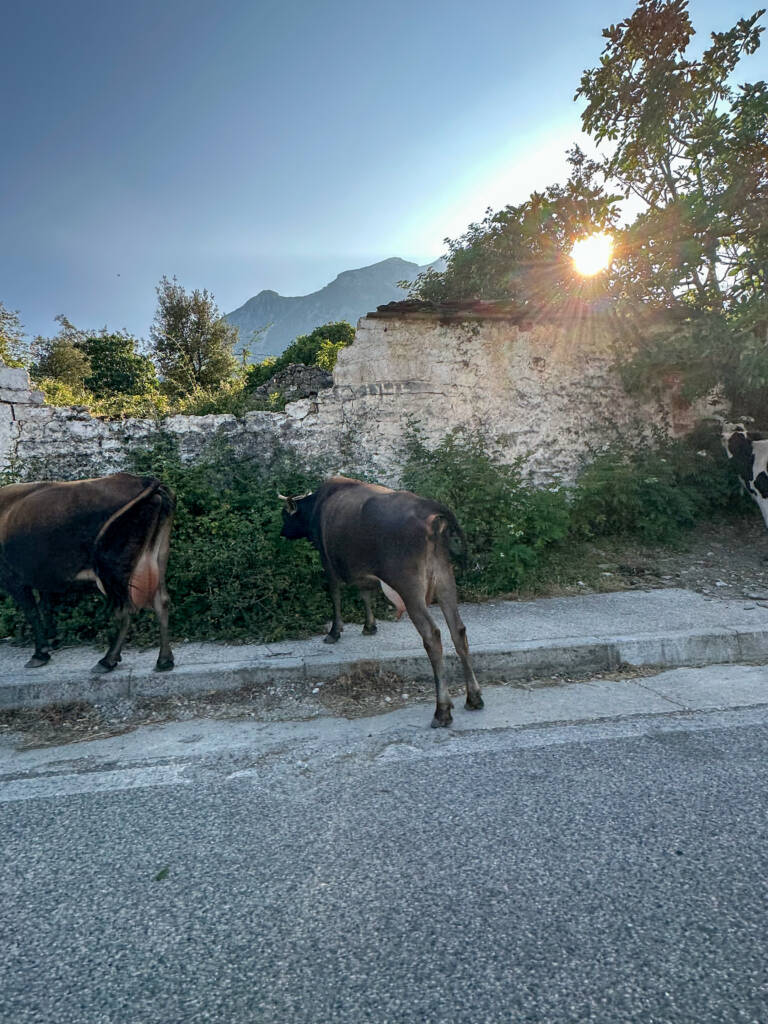 Vaches sur la route en Albanie