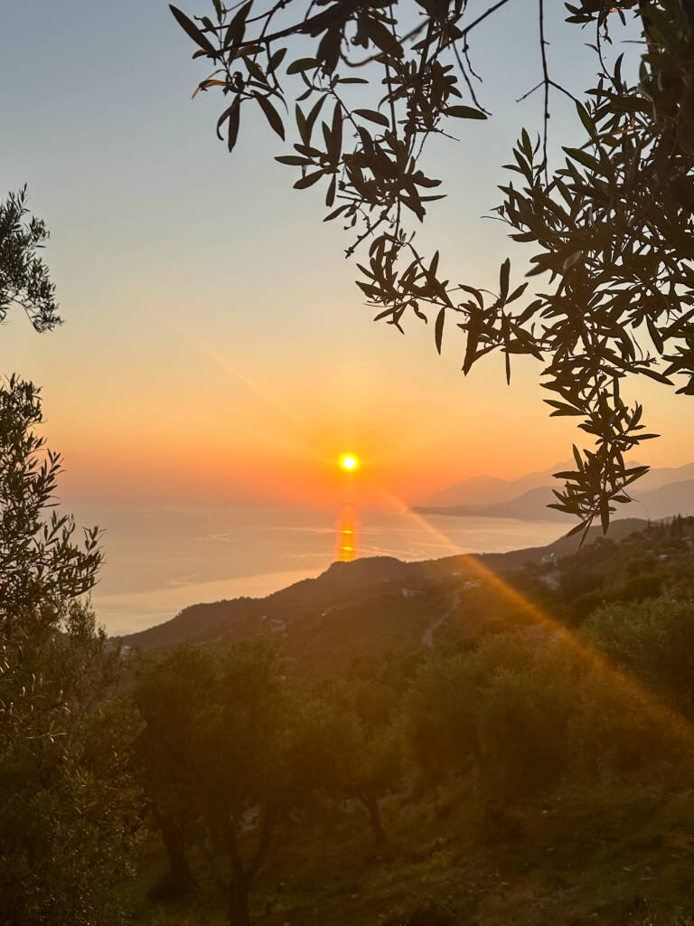 Coucher de soleil avec des branches d'olivier